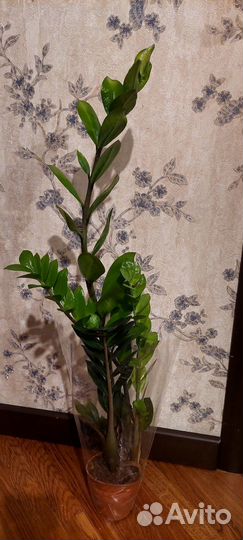 Замиокулькас