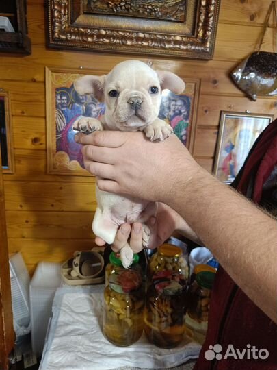 Французский бульдог щенки с документами