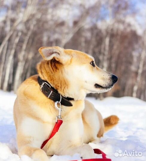 Лис ищет маму и папу