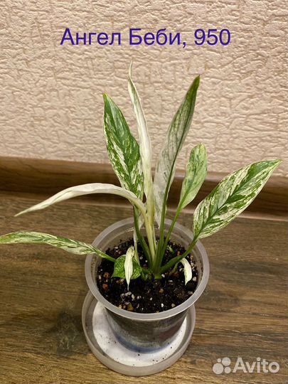 Фикус бенджамина