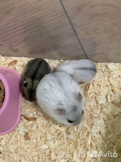 Джунгарский хомяк