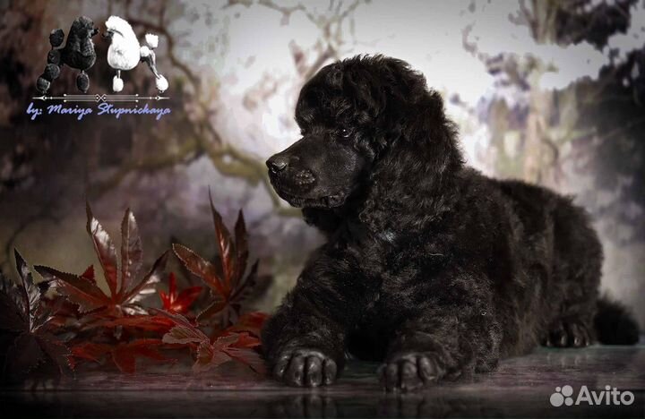 Щенки пуделя