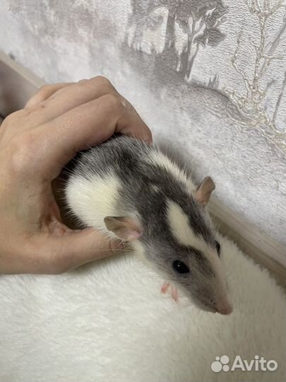 Крысы отдам бесплатно