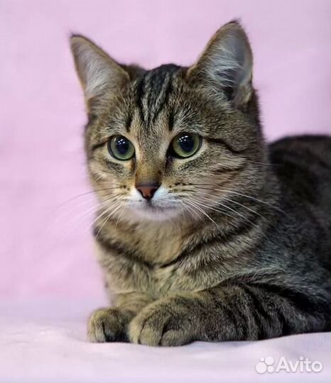 Нежная кошечка в добрые руки