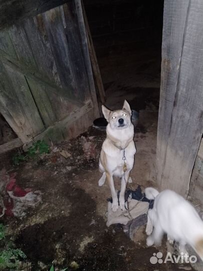 Рабочая зсл