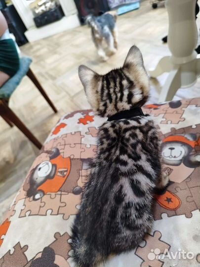 Бенгальские котята