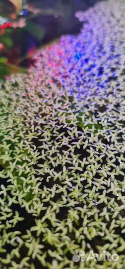 Водоросли для аквариума Ряска малая Lemna Minor