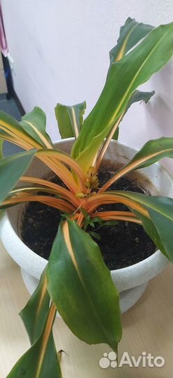 Хлорофитум оранж