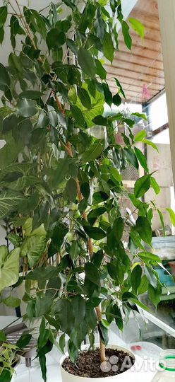 Фикус бенджамина, большой