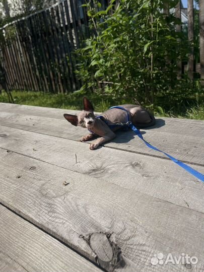 Котенок