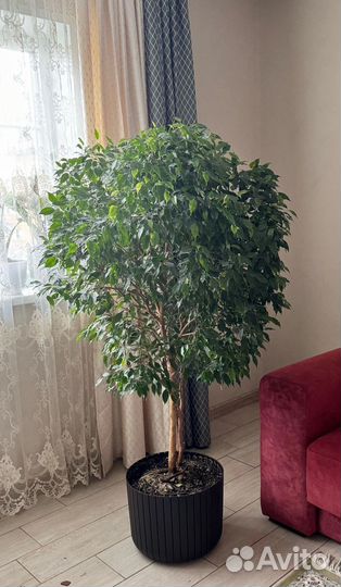 Бенджамина черенок