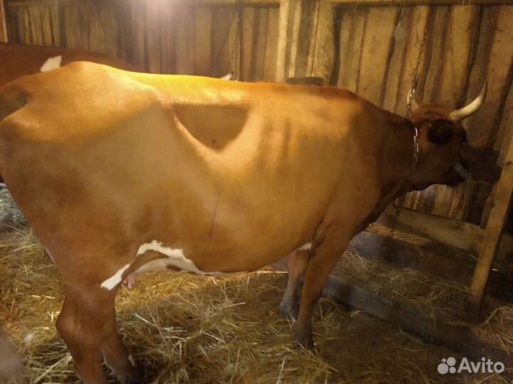 Телка 1, 8 года