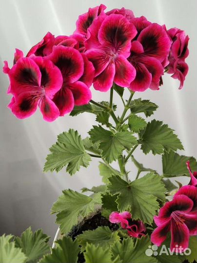 Пеларгония герань королевская