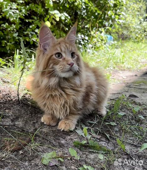 Мейн-кун котик