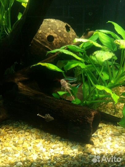 Сомики анциструсы (подростки и взрослые сомы)