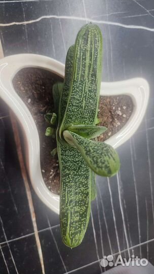 Гастерия литл варти