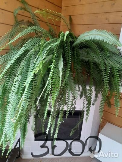 Комнатные растения