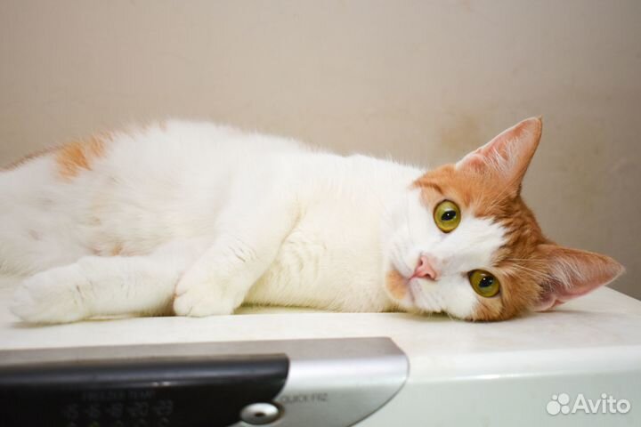 Кошка Буся в добрые руки