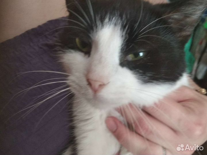 Кошка в дар