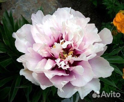 Ито пионы Поставка осень 2023