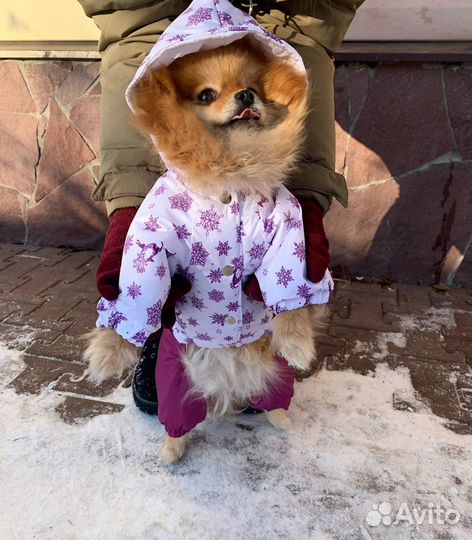 Комбинезон для маленькой собаки девочки зима