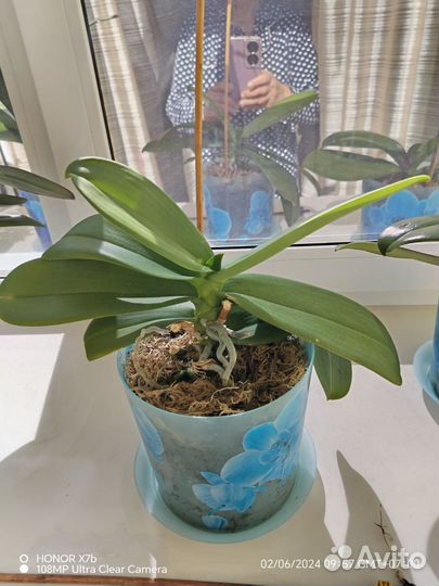 Орхидея фаленопсис