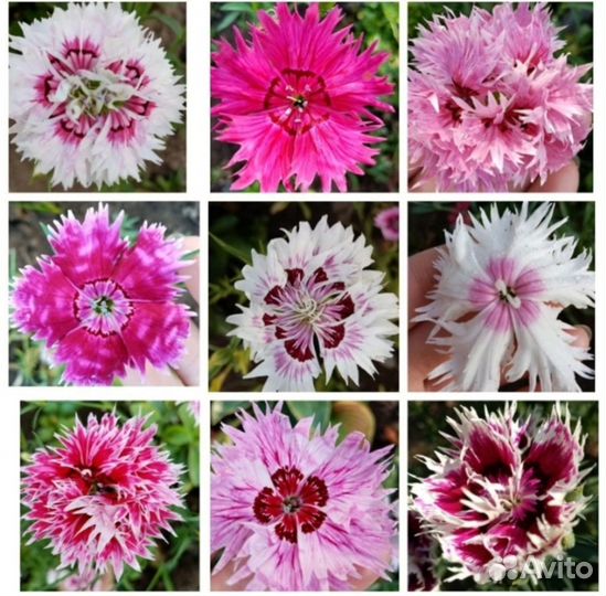 Семена многолетних цветов, отправляю почтой РФ