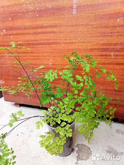 Венерин волос