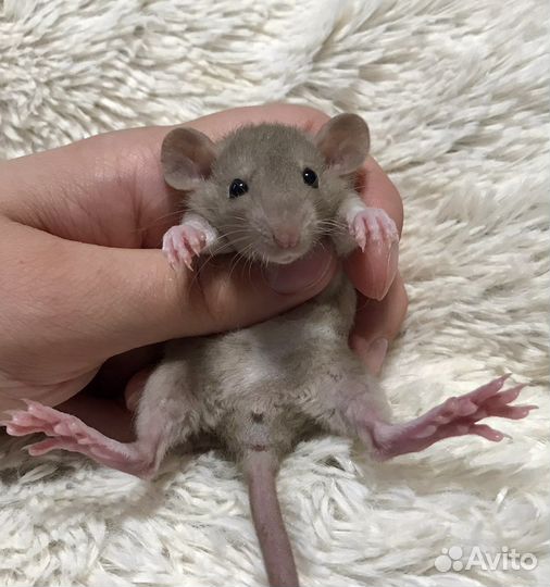Крысята малыши из Питомника. Крыса. Крысёнок