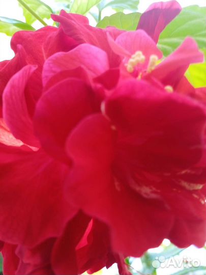 Розовое дерево