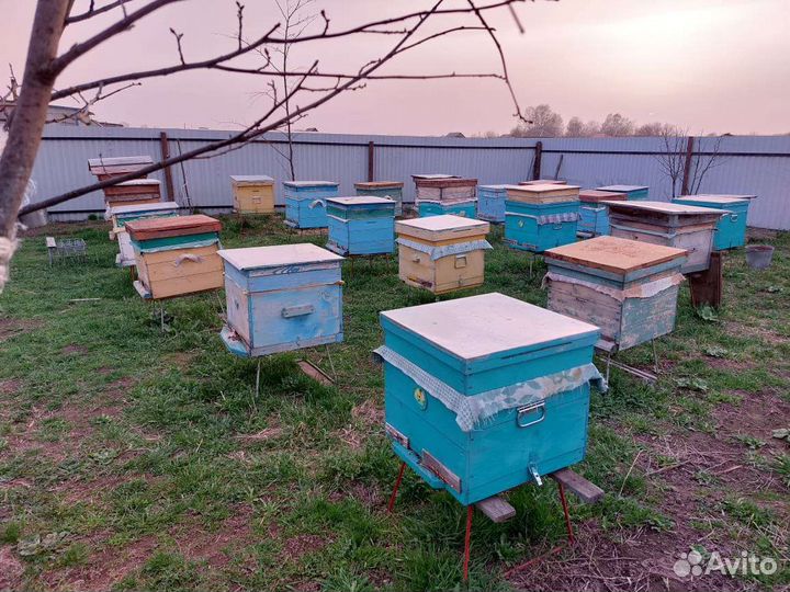 Улей с пчелами