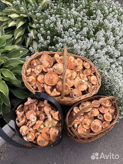 Продукты питания