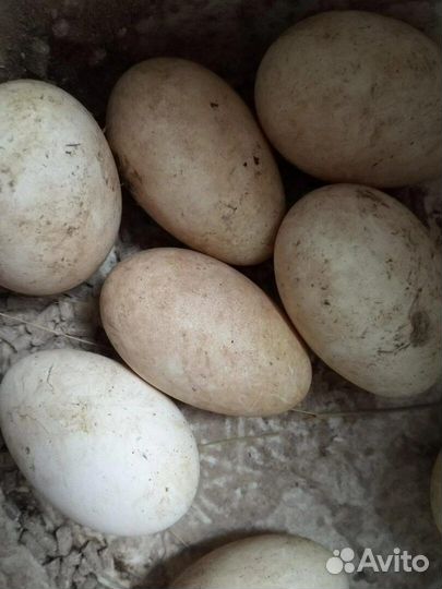 Инкубационное яйцо индоутиное-Гусиное