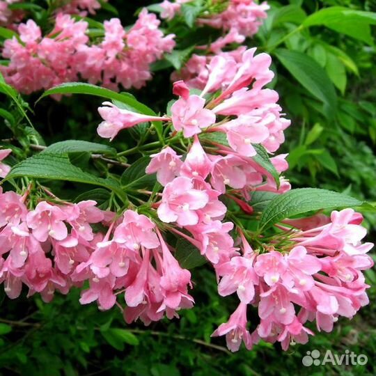 Вейгела розовая (семена)