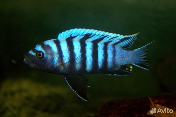 Цинотиляпия кобуе и другие цихлиды Малави