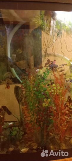 Аквариум
