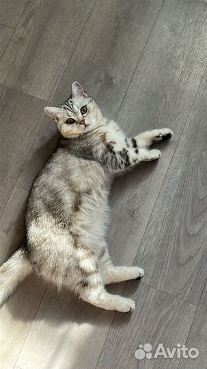 Шотландская кошка вязка