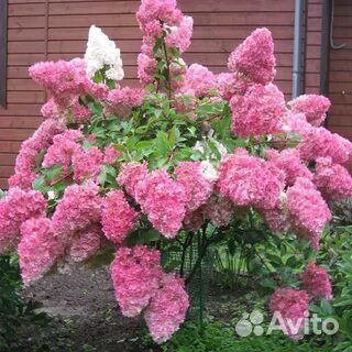 Черенки укоренённые метельчатых гортензий