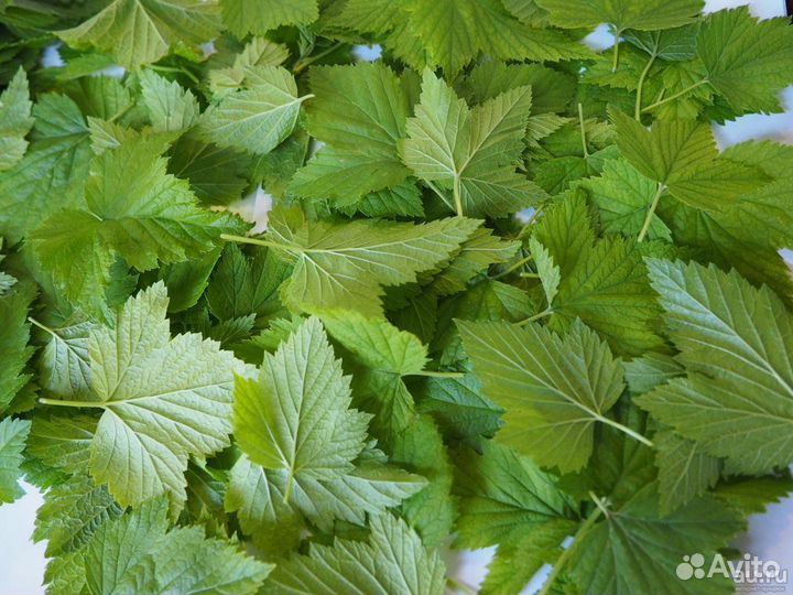 Листья малины, иван чая,вишни, смородины