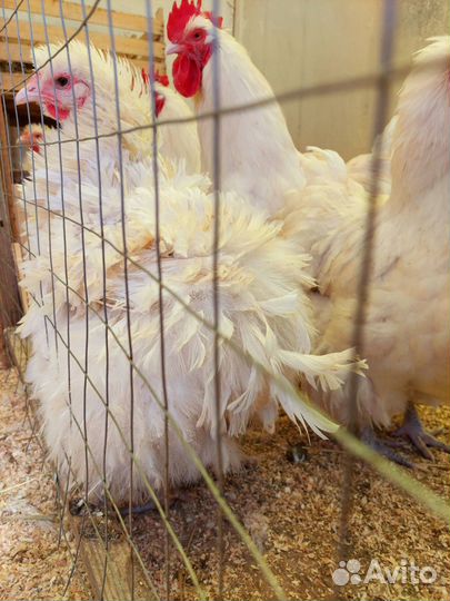 Молодые петухи, цыплята, инкубационное яйцо