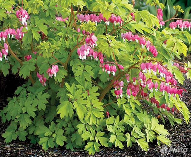 Многолетние цветы