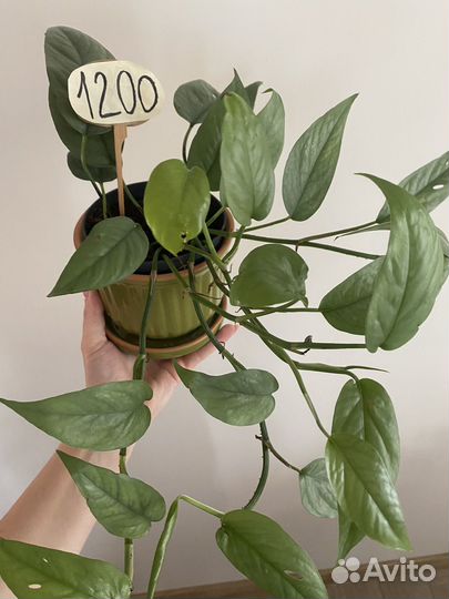 Эпипремнум себу блю