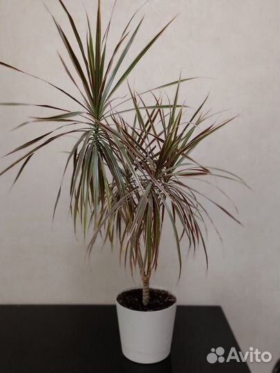 Пальма драцена