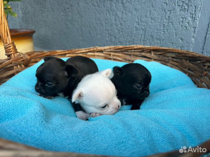 Щенки чихуахуа