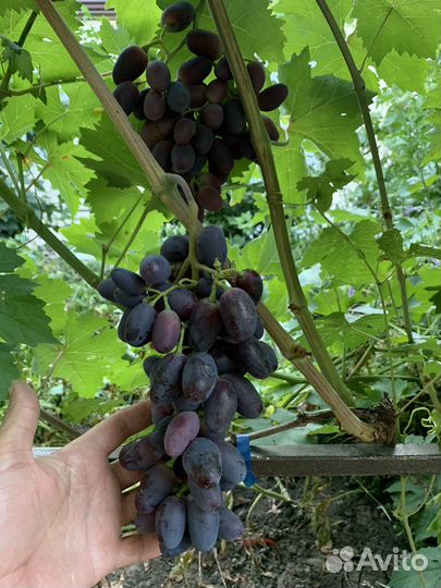Черенки вкусных сортов винограда
