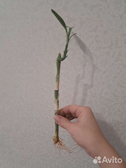 Комнатные цветы юкка