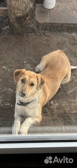 Помогите найти собаку