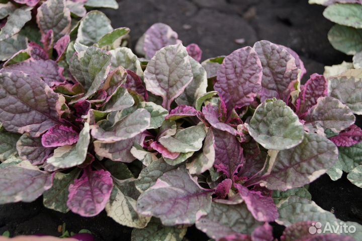 Живучки / почвопокровные растения