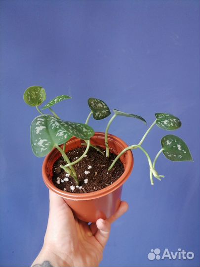 Сциндапсус пиктус