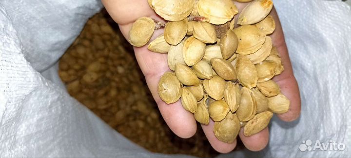 Косточка Жердела